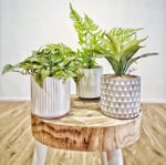 Table-Size Artificial Plants