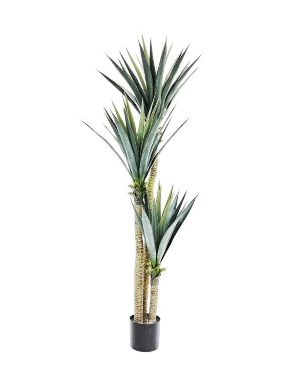 Yucca Tree 1.7m (Thick Leaves) - Faux