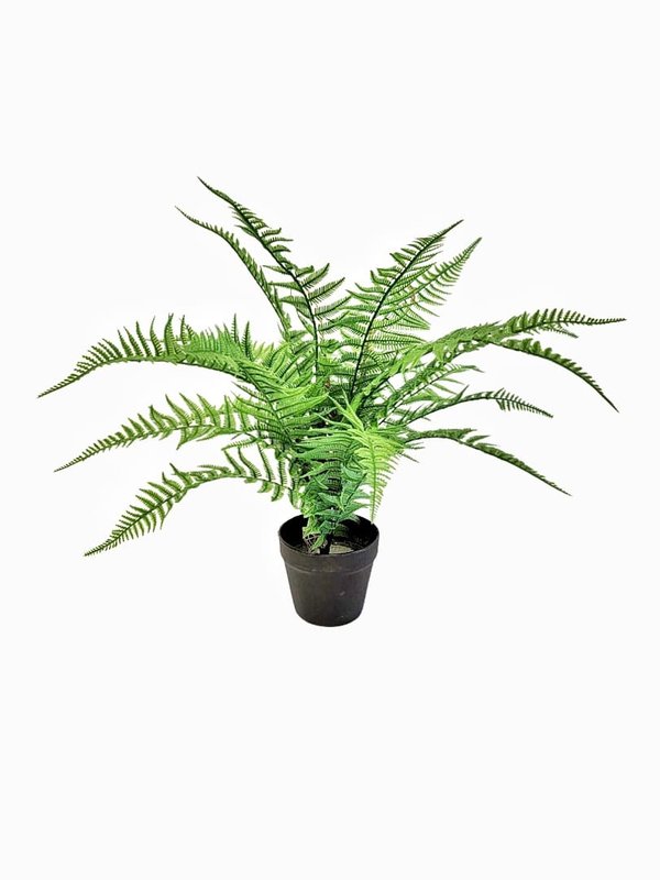 Boston Ferns with Pot (Short Leaves)