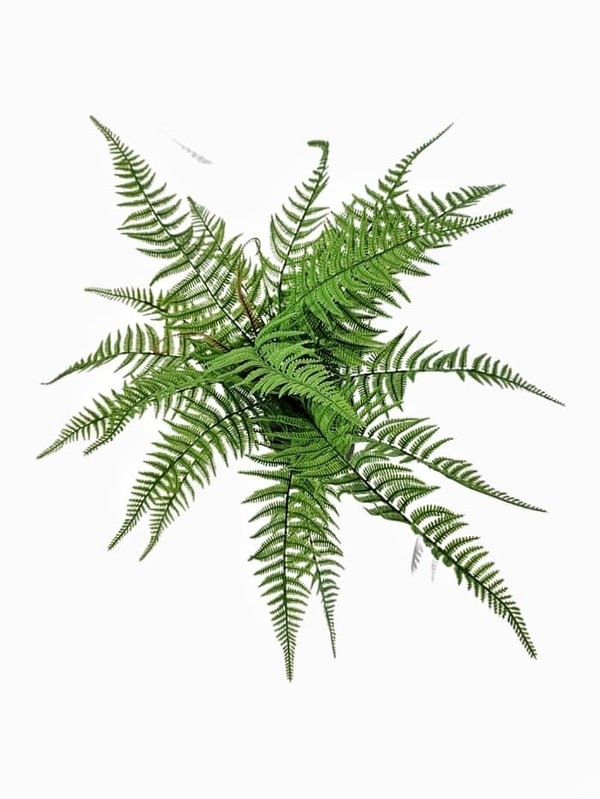 Boston Ferns with Pot (Short Leaves)