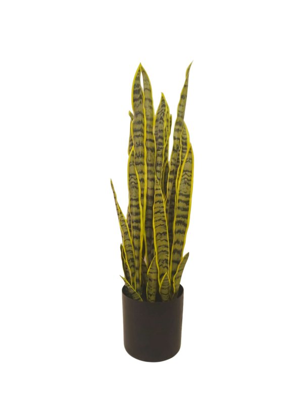 Dracaena Trifasciata Plant 60cm - Faux