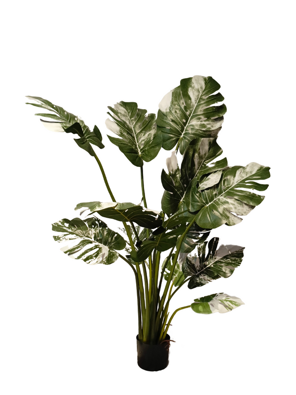 Monstera Albo Plant 5ft - Faux