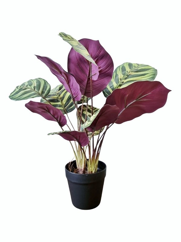 Calathea Rosepicta - Green/ Purple (Small)