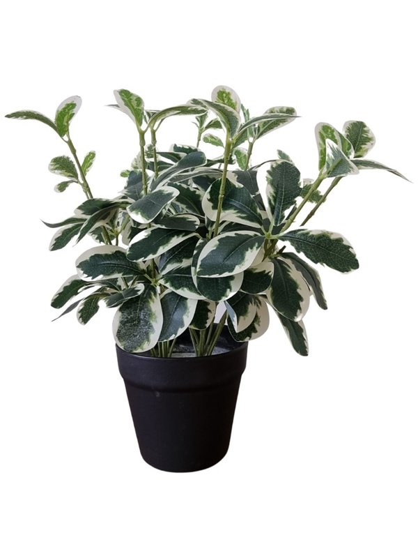 Ficus Triangularis - White/ Green (Small)