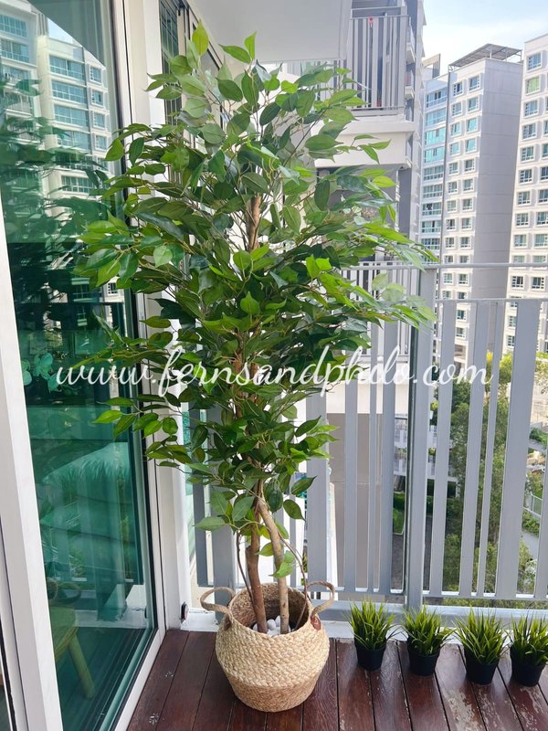 Ficus Plant Tree 1.7m (Small Leaves) - Faux