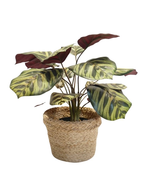 Calathea Rosepicta - Green/ Purple (Small)