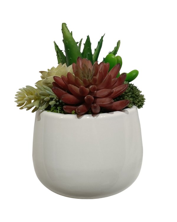 Multiple Agave Plants With White Round Pot (Red) - Table Size (Faux)