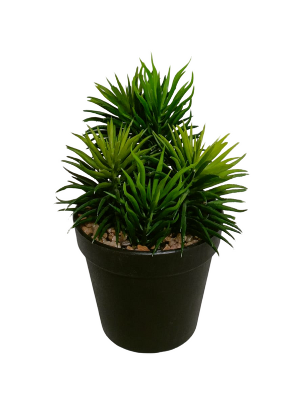 Senecio Barbertonicus Plant With Black Pot - Table Size (Faux)