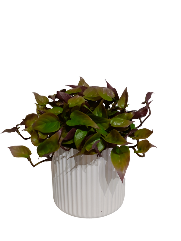 Green &amp; Red Dischidia Plant with White Pot (Table Size) - Faux 