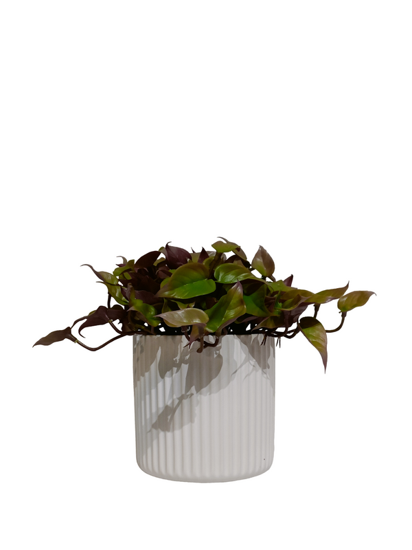 Green &amp; Red Dischidia Plant with White Pot (Table Size) - Faux 