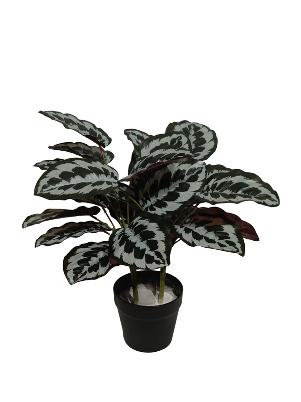 Peacock Plant - Grey/Purple (Small) - Faux