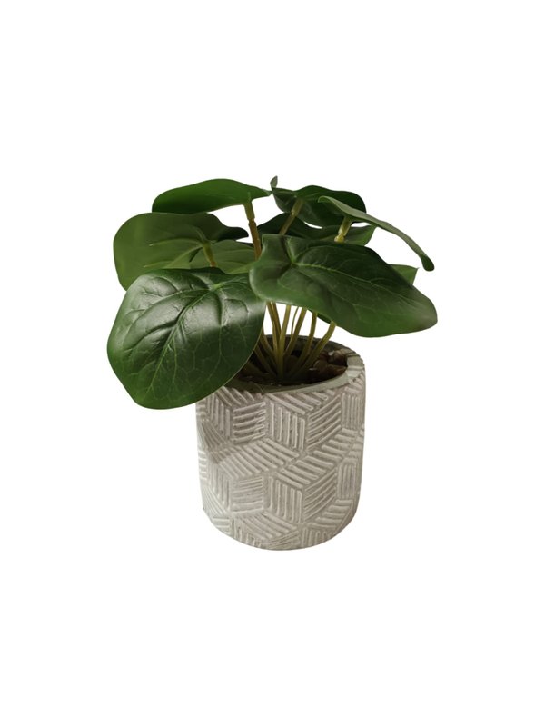 Pepermonia Obtusifolia Plant With Grey Pot - Table Size (Faux)