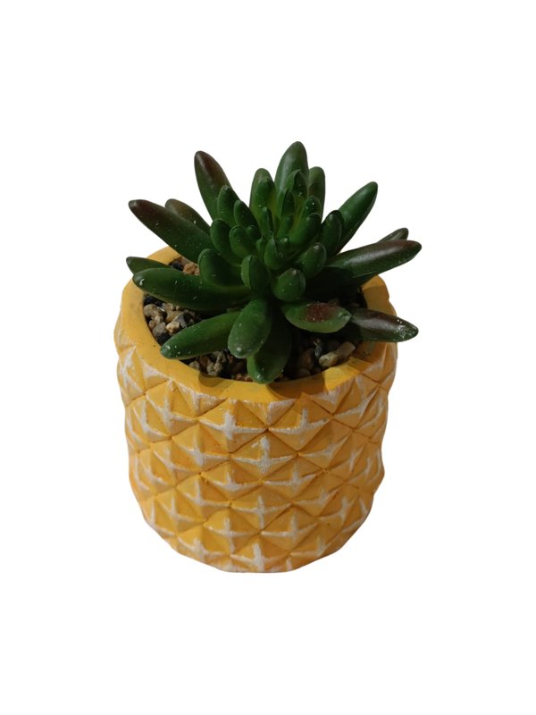 Pachyphytum Hookeri Plant With Yellow Pot - Table Size (Faux)