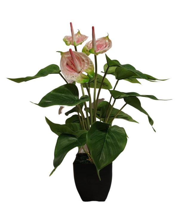 Painter`s-palette Plant With Black Pot (Pink) - Table Size (Faux)