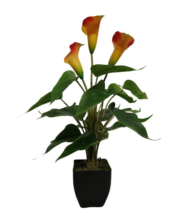 Arum-Lily Plant With Black Pot (Rainbow) - Table Size (Faux)